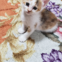 こと