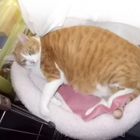 恵光（エコウ）