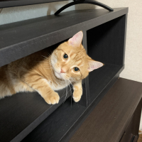 先代こにゃんこ