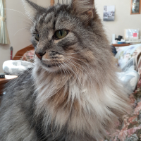 ライアンボーイ