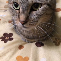 にゃんた
