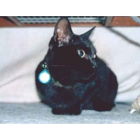 もこ（もっきー）