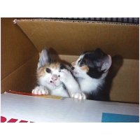 みけにゃん、ちびにゃん