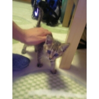 蕎麦（そばにゃん