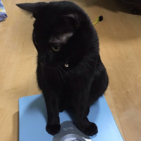 モカ