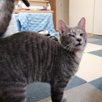 デーモン子グレ