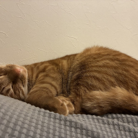 ツナ