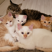 うちの保護猫たち