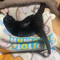 ルル