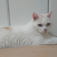 ソロモン