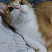 謙信