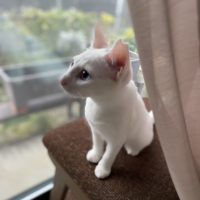 ひめ