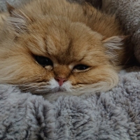 プリ