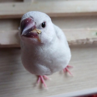 あんず