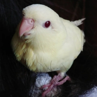 みるく