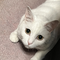 シロ