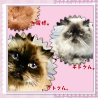 ☆テト☆チト☆伽羅☆