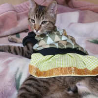 アルト