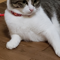 さくら