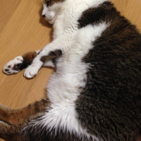 ヤン