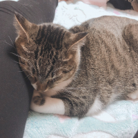 アネモネ