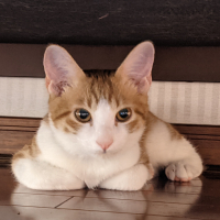 齋藤 輪(リン)
