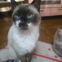 ランマル
