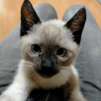 ﾅﾂﾒ。