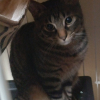 せんちゃ