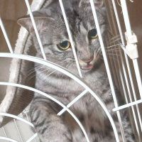 ラウール
