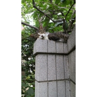 チャオ