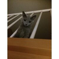 ニア