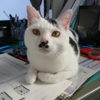 チョビ