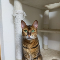 きづなこ