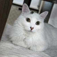 チャネケ