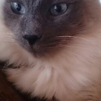 marimo