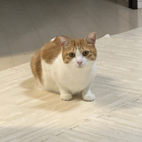 サクラ