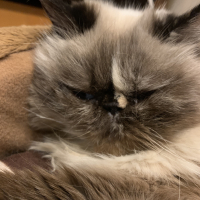 ぺこ