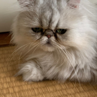 チコ