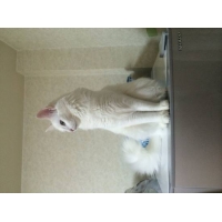シロ