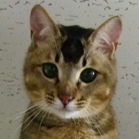 アントン