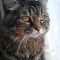 もも