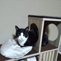 風(ふう)
