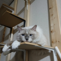 ジン