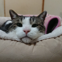 あずき