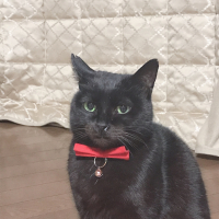 ミミ