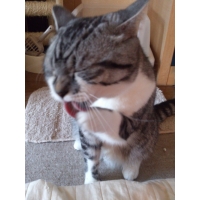 たら