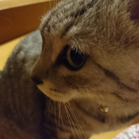さんた