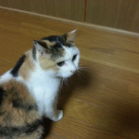 はなこ