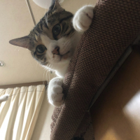 おこげ